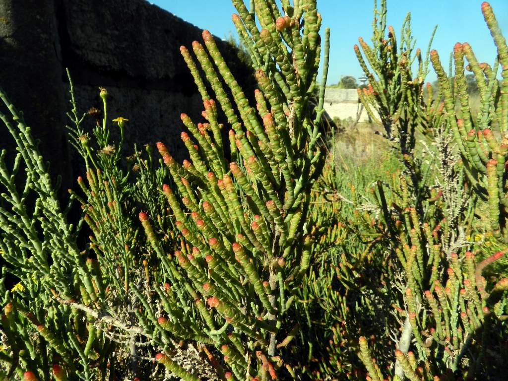 Arthrocaulon (=Arthrocnemum) macrostachyum / Salicornia glauca
